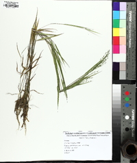 Kellochloa verrucosa image