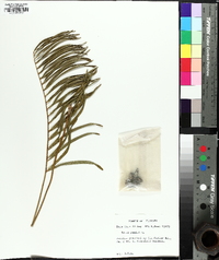 Zamia integrifolia image