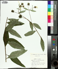 Silphium dentatum image