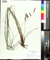 Carex glaucescens image