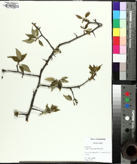 Prunus mexicana image