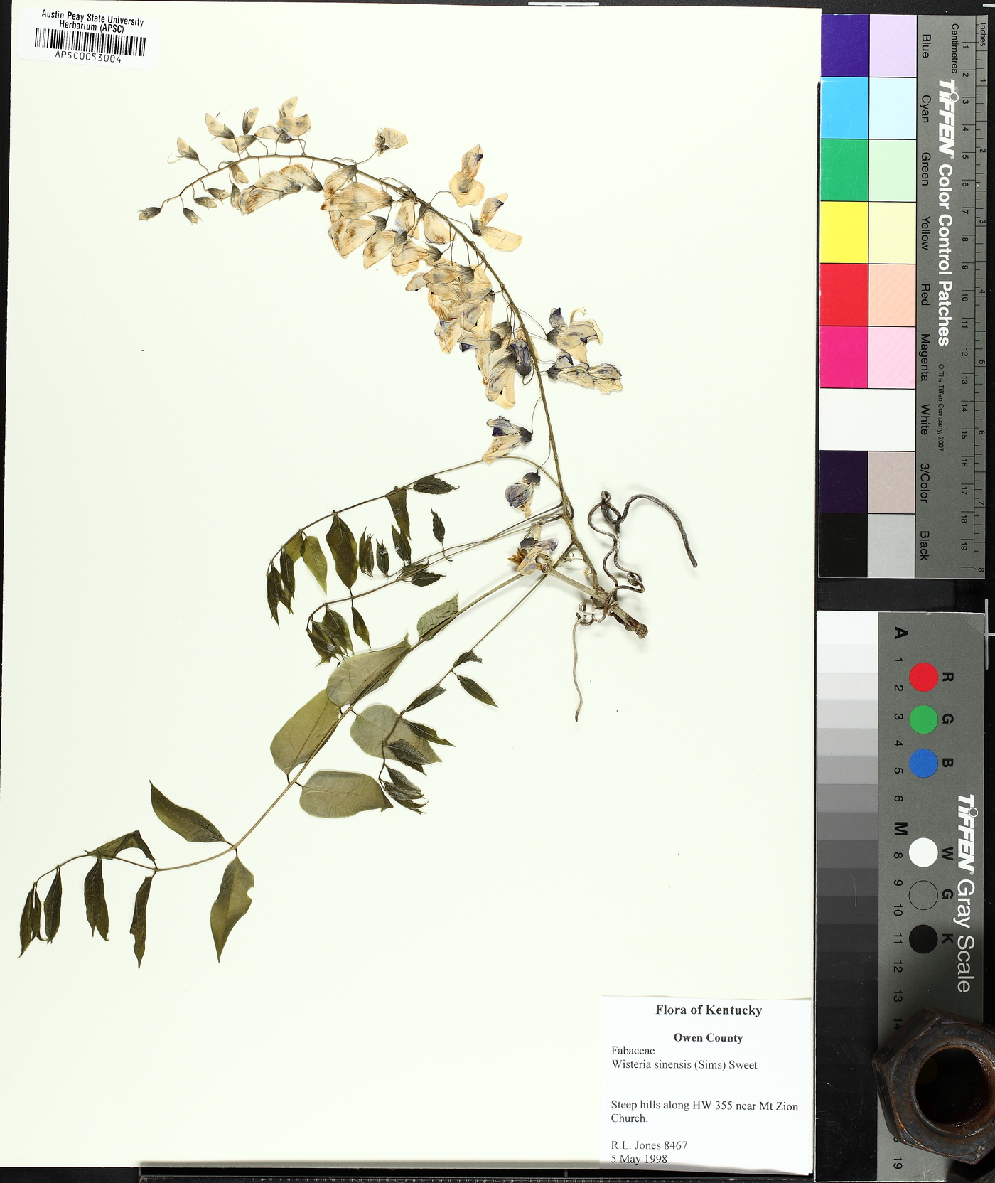Wisteria floribunda image