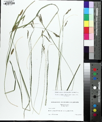 Carex flaccosperma image