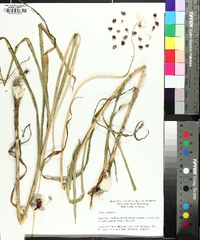 Allium sativum image