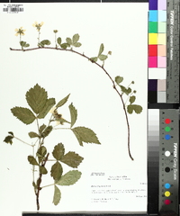 Rubus flagellaris image