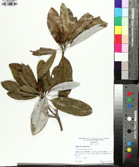 Magnolia virginiana image