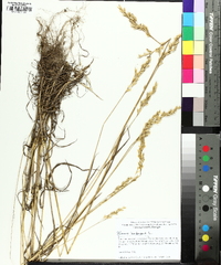 Bromus hordeaceus image