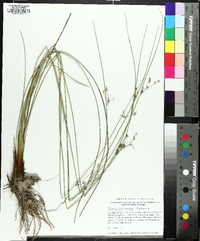 Juncus coriaceus image