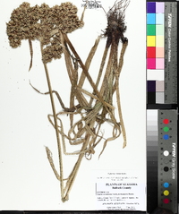 Cyperus virens image