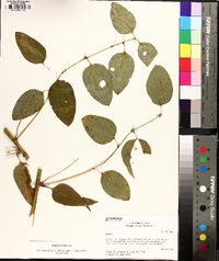 Smilax herbacea image