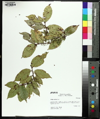 Ulmus serotina image