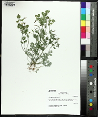 Corydalis flavula image