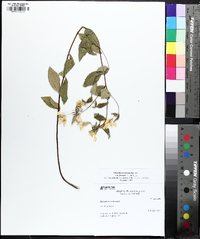 Oenothera fruticosa subsp. glauca image