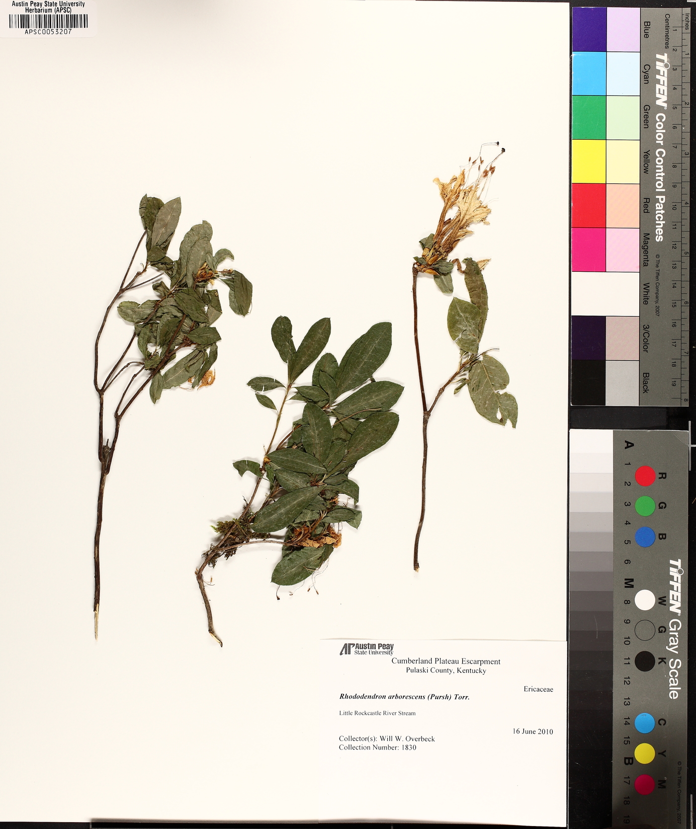 Rhododendron arborescens image