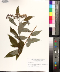 Spiraea japonica image