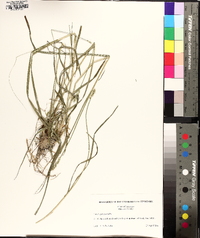 Carex sparganioides image