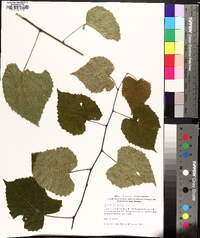 Vitis vulpina image