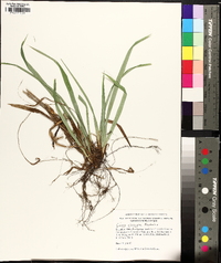 Carex abscondita image