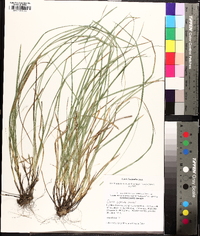 Carex basiantha image