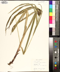 Carex grayi image