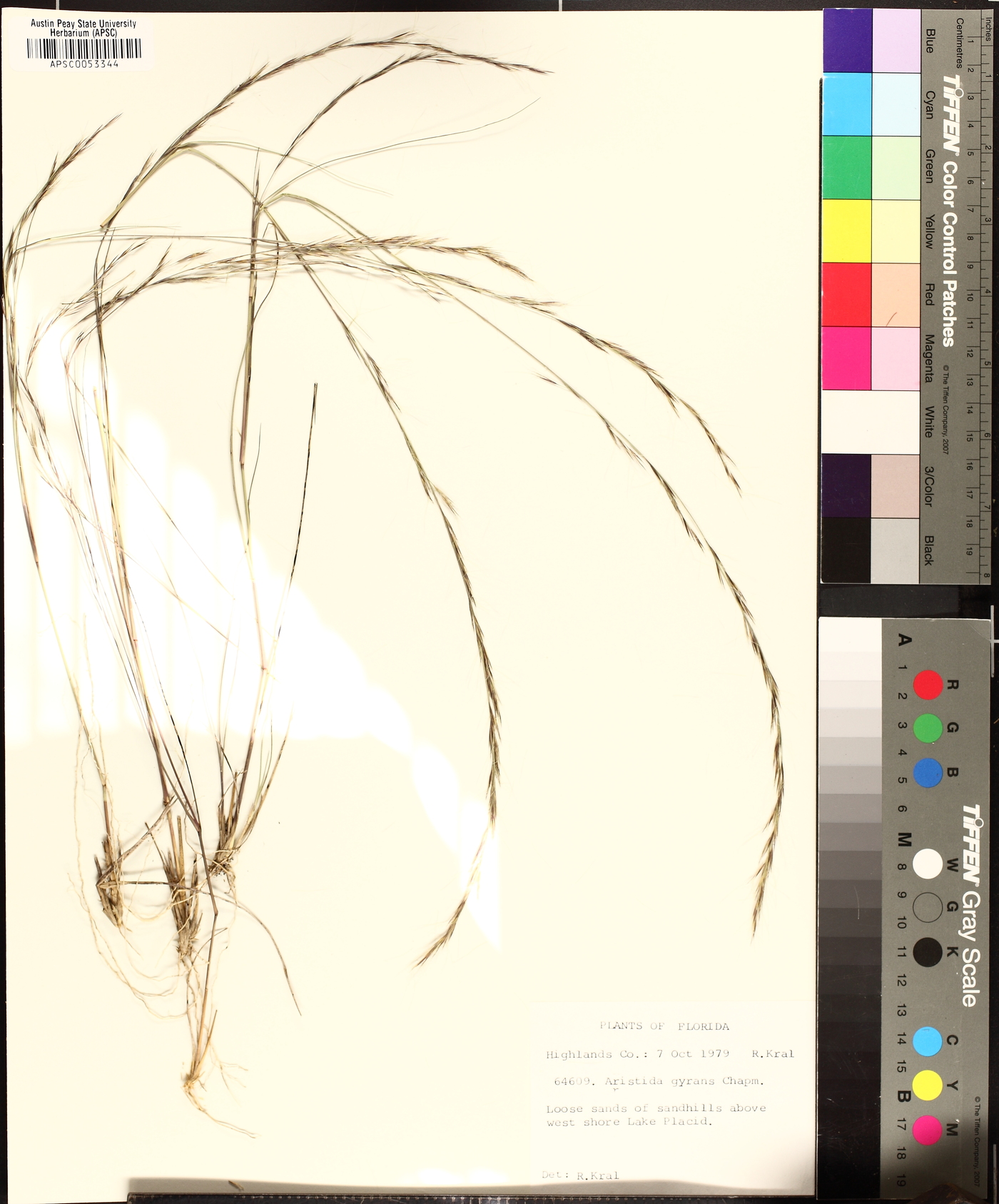 Aristida gyrans image