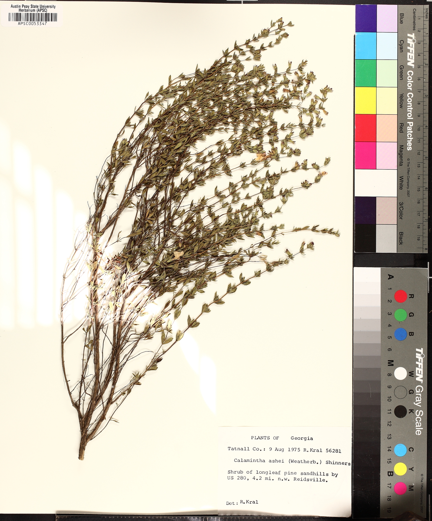 Clinopodium ashei image