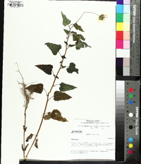 Helianthus debilis image