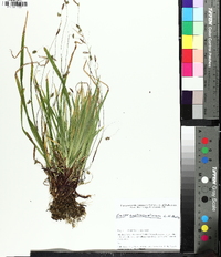 Carex austrocaroliniana image