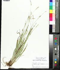 Carex styloflexa image