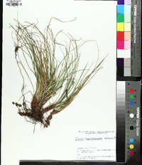 Carex reznicekii image