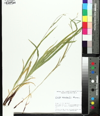 Carex manhartii image