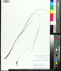 Carex virescens image