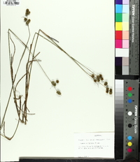 Juncus scirpoides image