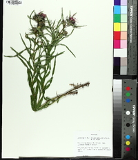 Liatris squarrosa image