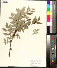 Zanthoxylum americanum image