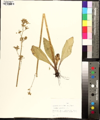 Micranthes pensylvanica image