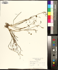 Ranunculus pusillus image