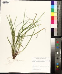 Carex austrocaroliniana image