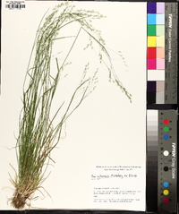 Poa autumnalis image