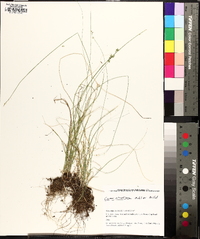 Carex texensis image