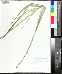 Setaria pumila image