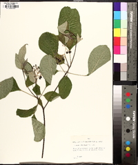 Swida alternifolia image