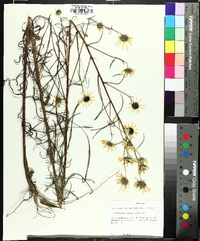 Helianthus angustifolius image