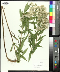 Eupatorium altissimum image