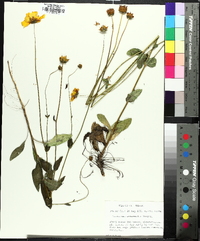 Coreopsis intermedia image