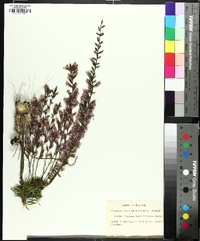 Liatris provincialis image