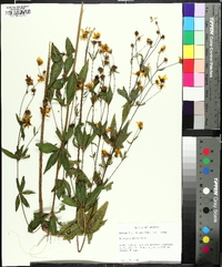 Coreopsis major image