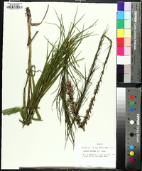 Liatris spicata image