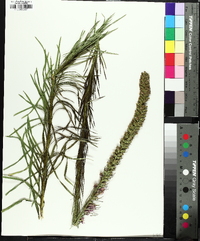 Liatris pycnostachya image