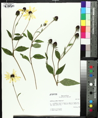 Rudbeckia subtomentosa image